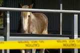 Four horses died during the outbreak in July at the vet clinic on Brisbane's bayside.