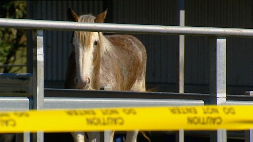 Four horses died during the outbreak in July at the vet clinic on Brisbane's bayside.