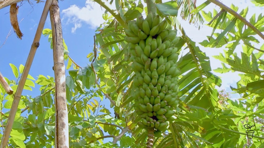 Banana bunch hanging from tree