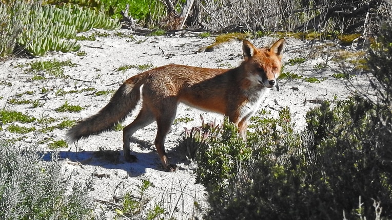 A fox stands among vegetation in sand dunes.