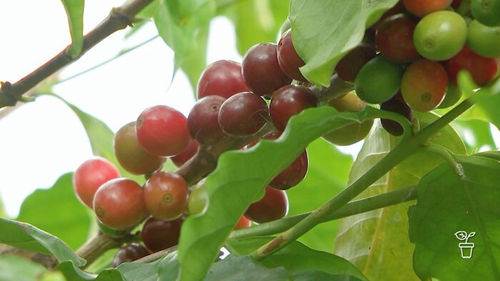 Is Coffee Good for Plants? (Know The Truth) – Bia Coffee