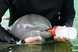 A close up of a dolphin being feed by a milk bottle