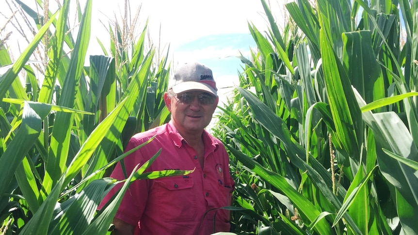 Graham Clapham amongst his enormous maize crop near Norwin on the Central Darling Downs.