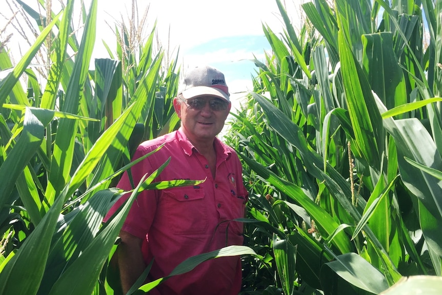 Graham Clapham amongst his enormous maize crop near Norwin on the Central Darling Downs.