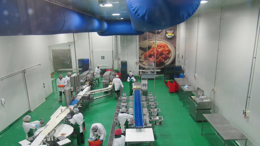 workers at a smoked salmon process factory