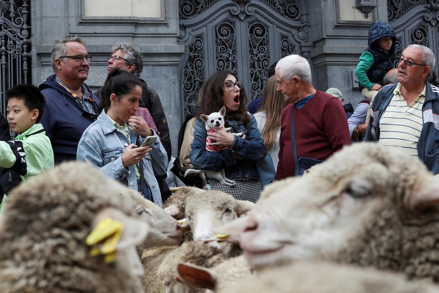 La gente en las calles de Madrid ve pasar miles de ovejas.