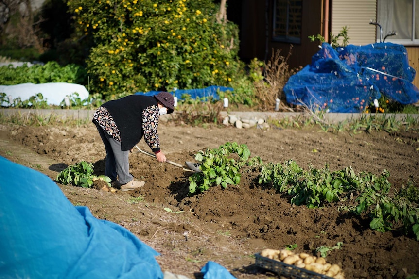 An elderly woman wearing bends over with a shovel in her hands as she tends to potatoes growing in a field.