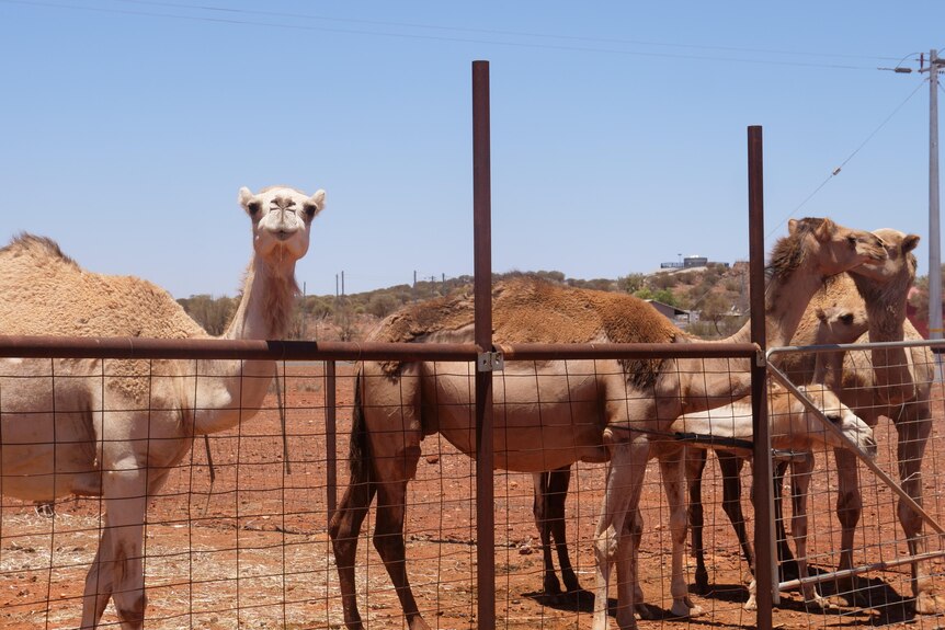 Camels behind a fence