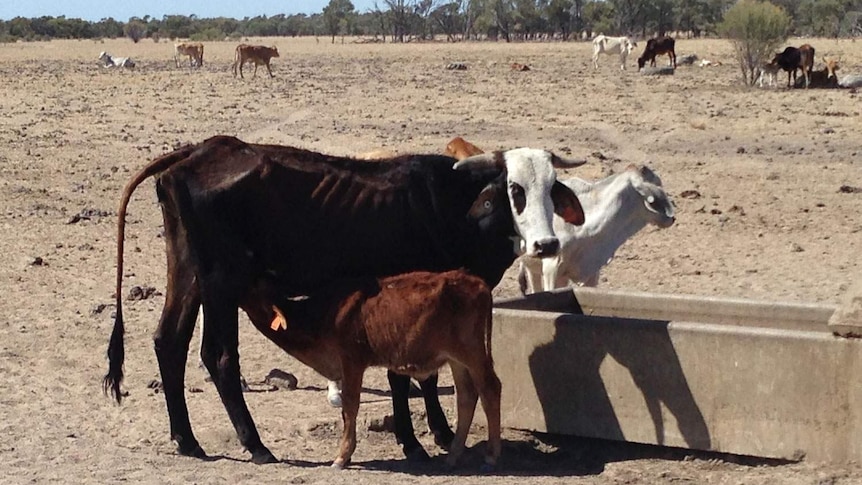 Drought-affected cattle near Aramac, in central-west Qld in October 2013