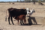 Drought-affected cattle near Aramac, in central-west Qld in October 2013