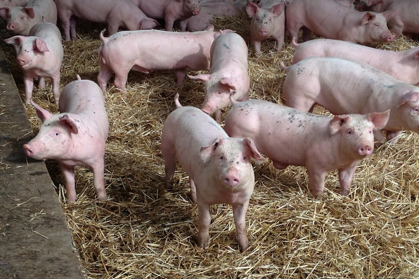 A group of pink piglets standing on straw.