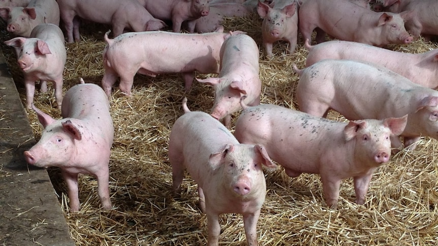 A group of pink piglets standing on straw.