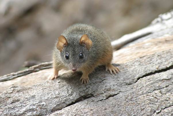 A small antechinus on a log.