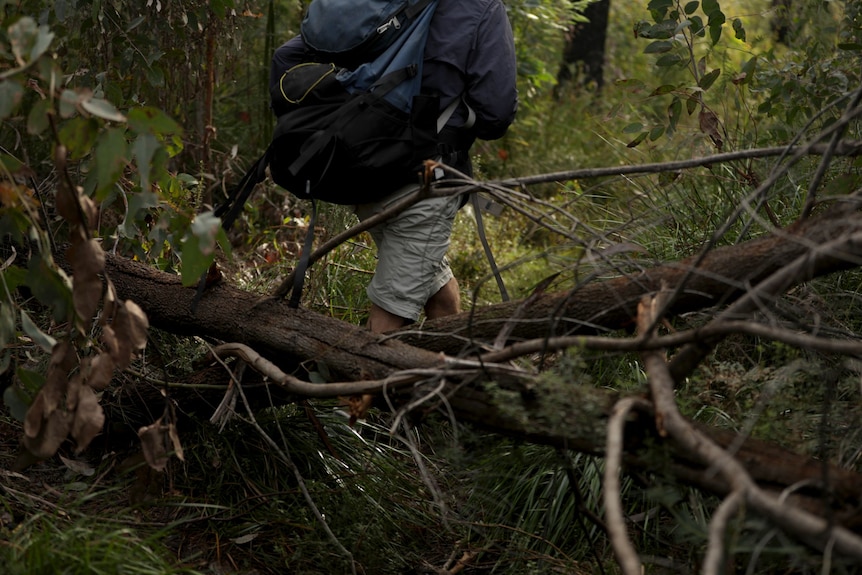 Fallen trees covering a path