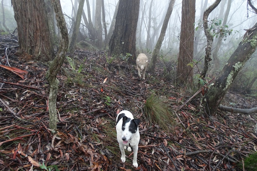 BROOKS Charlie in the forest