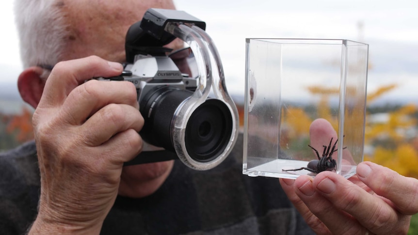 Man taking close photograph of a big spider in a small transparent box
