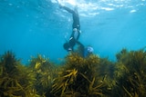 Underwater shot of free diver heading vertically down into a bed of seaweed