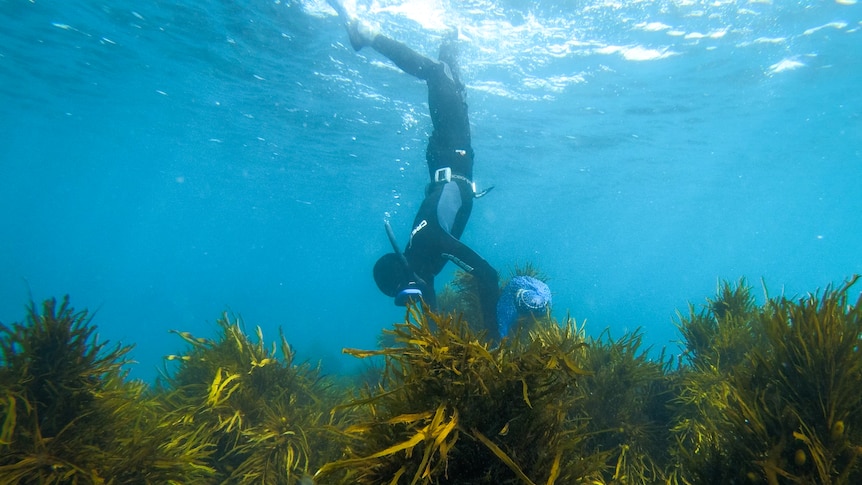 Underwater shot of free diver heading vertically down into a bed of seaweed
