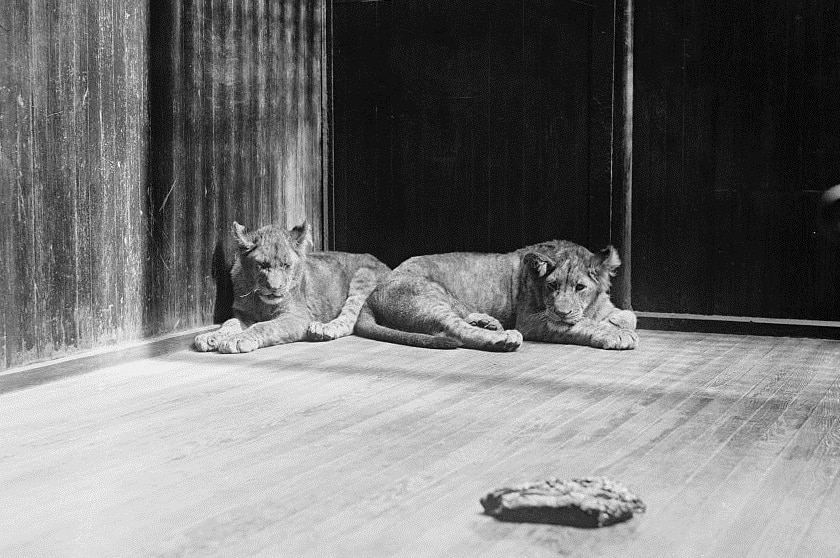 Two lion cubs sit in what looks like a wooden enclosure, there appears to be a piece of meat in the centre.