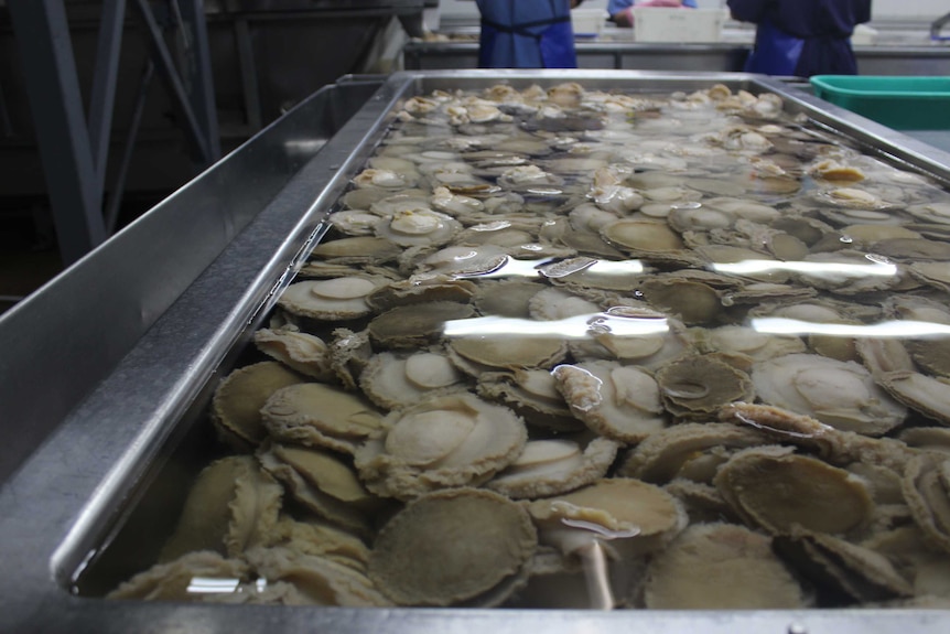 Fresh wild caught abalone in a tub after being shucked and cleaned.