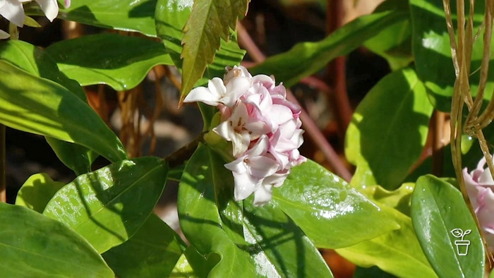 Green-leafed plant with pink and white flower