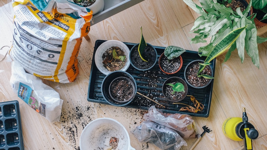 Potting mix, rooting hormone, and propagated plant cuttings, being planted in recycled plastic pots.