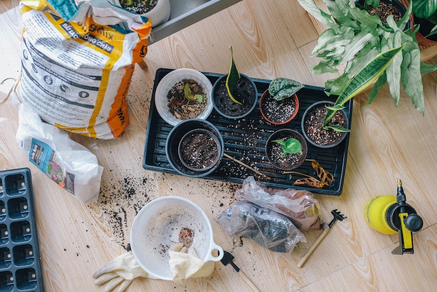 Potting mix, rooting hormone, and propagated plant cuttings, being planted in recycled plastic pots.