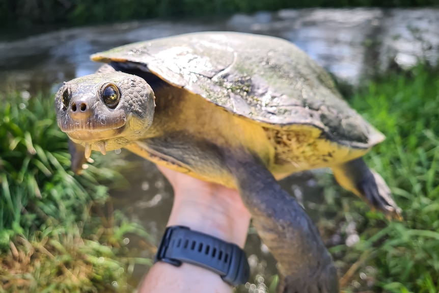 A large turtle held by a researcher.