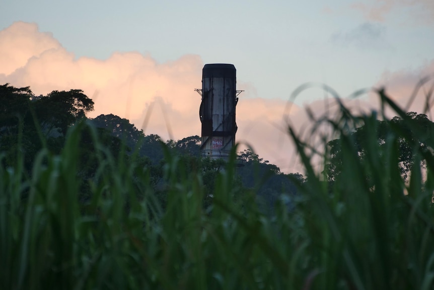 A tower from the Mossman mill appears above a field of sugar cane at sunset.