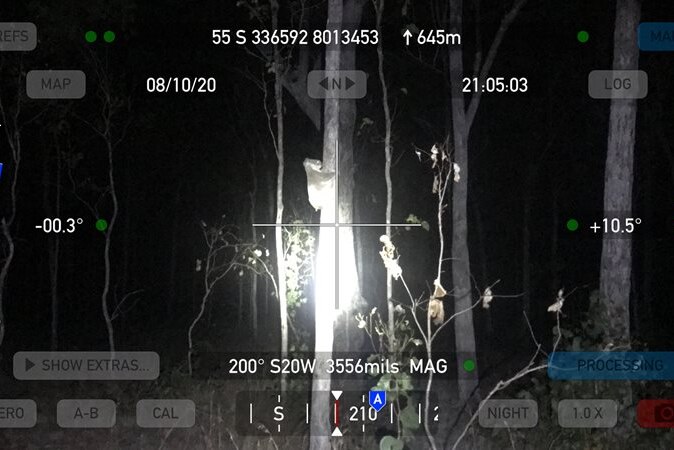 A koala clings to a tree at nighttime, the image is through a night vision scope