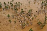 Cattle gathered in floodwaters