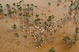 Cattle gathered in floodwaters