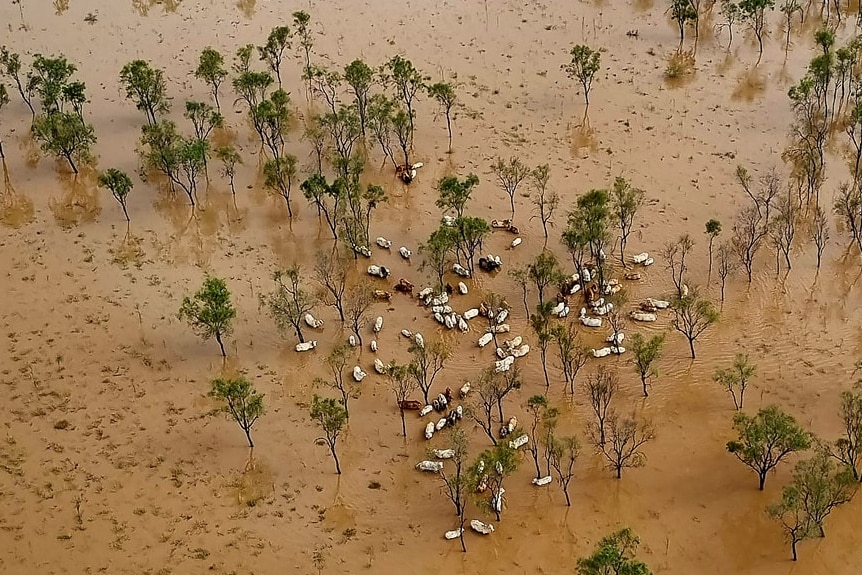 A group of cattle wade through floodwaters as pictured from above