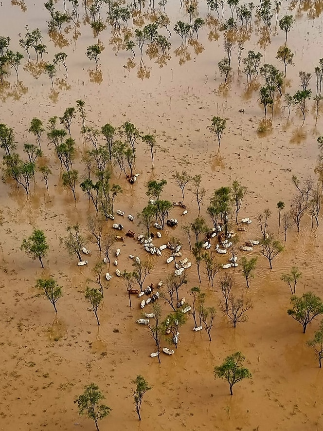 An aerial of cattle in flood water