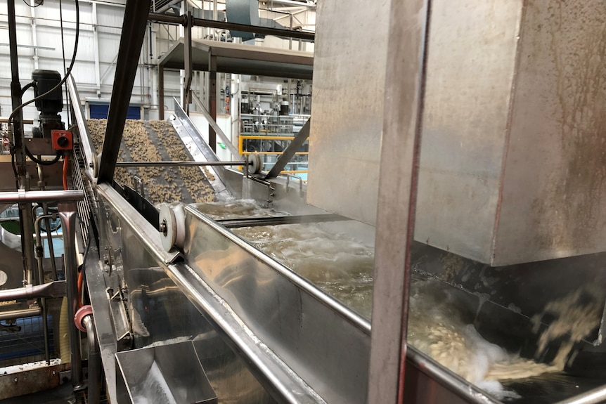 Inside a factory with beans on a conveyor belt.