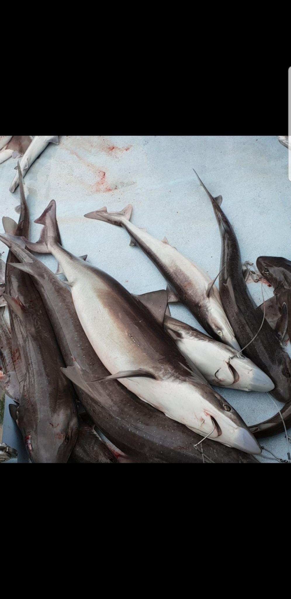 Flake fishers say school shark numbers are soaring but regulators won't