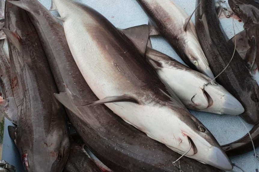 a load of shark in a pile onboard a fishing boat