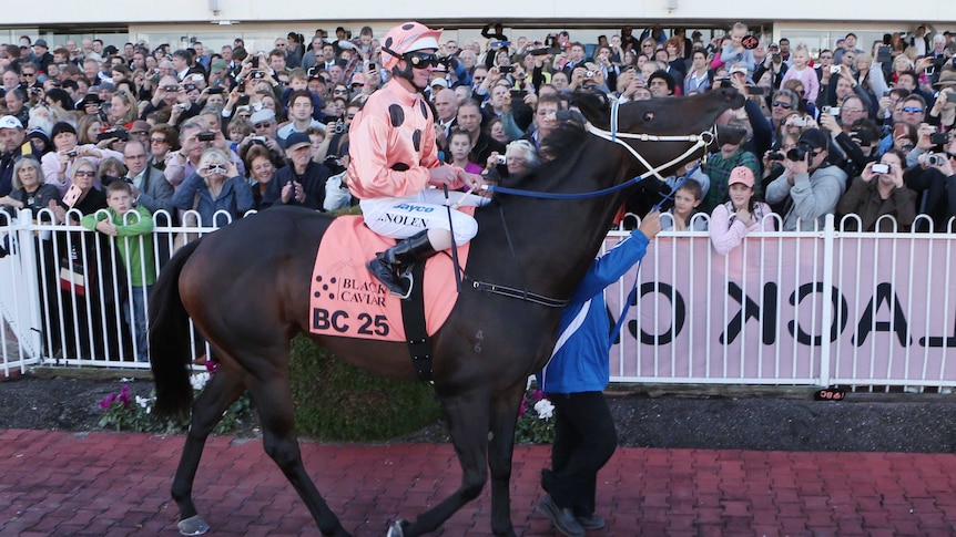 Race horse legend Black Caviar could be permanently based at the Hunter's Darley stud.