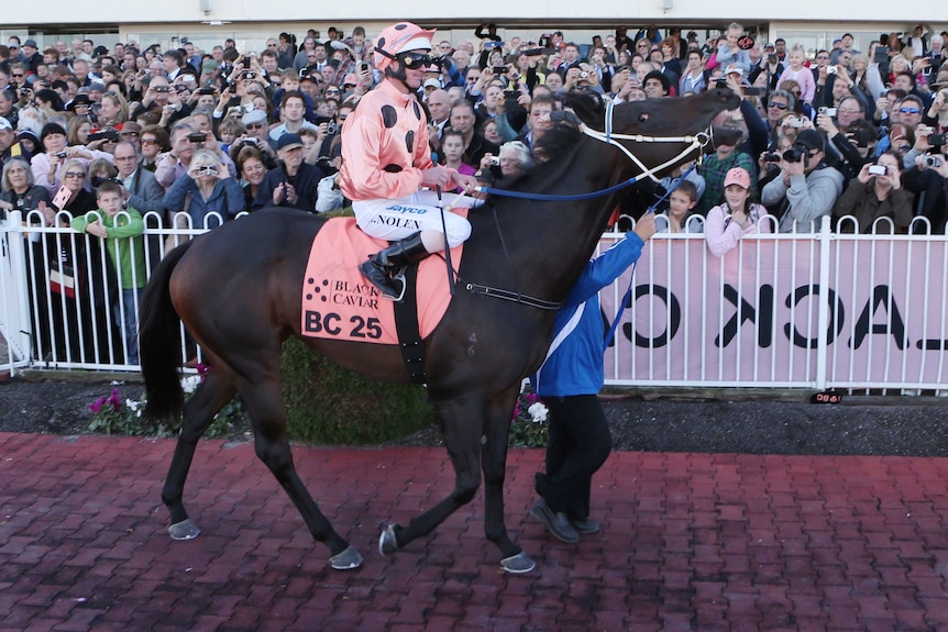Race horse legend Black Caviar could be permanently based at the Hunter's Darley stud.