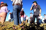 From the ground. Bush tomato plants (green with purple flowers) and people standing above the knee-high plants eating tomatoes.