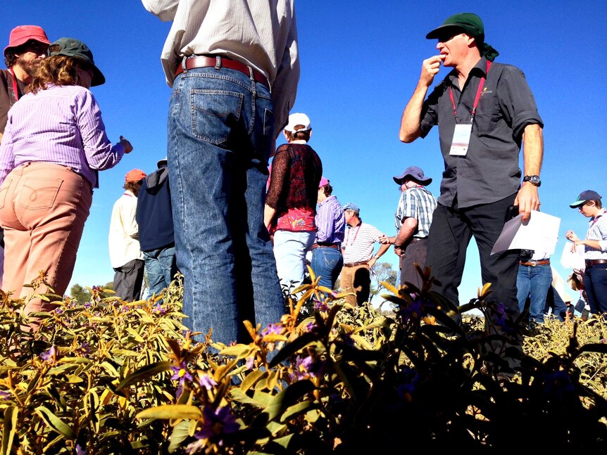 From the ground. Bush tomato plants (green with purple flowers) and people standing above the knee-high plants eating tomatoes.