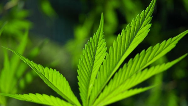 A close-up photo of a bright green marijuana leaf.