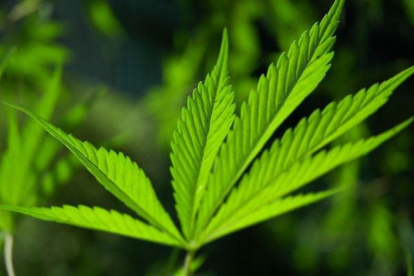 A close-up photo of a bright green marijuana leaf.
