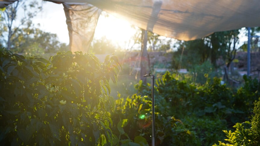 The sun sets behind a green food garden