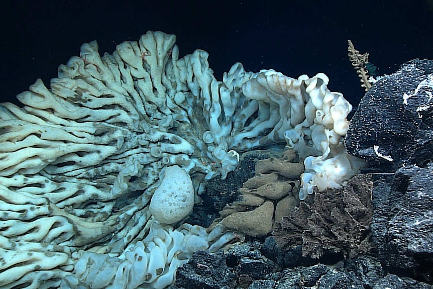 Biggest sea sponge found off Hawaii