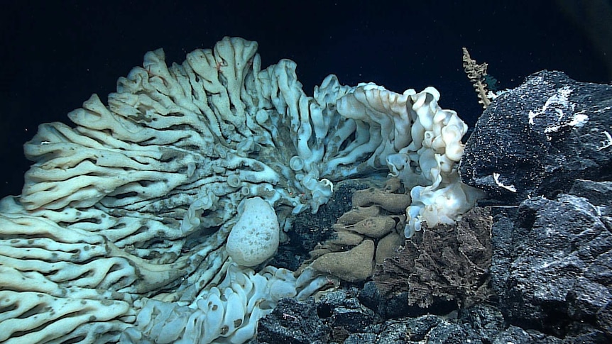 Biggest sea sponge found off Hawaii