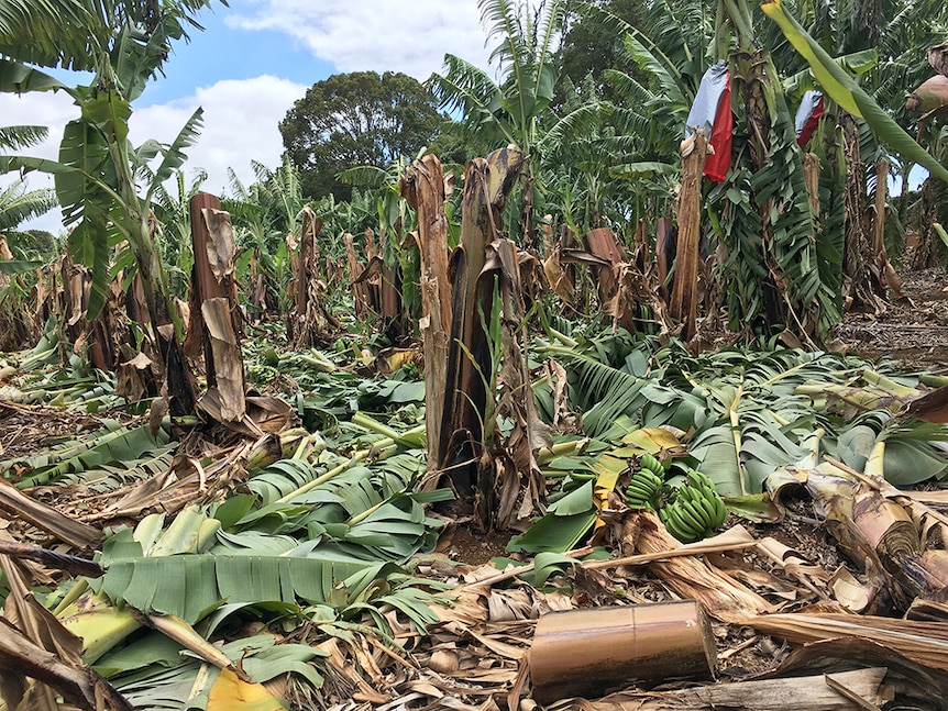 Cyclone damage to Cavendish banana plantation.