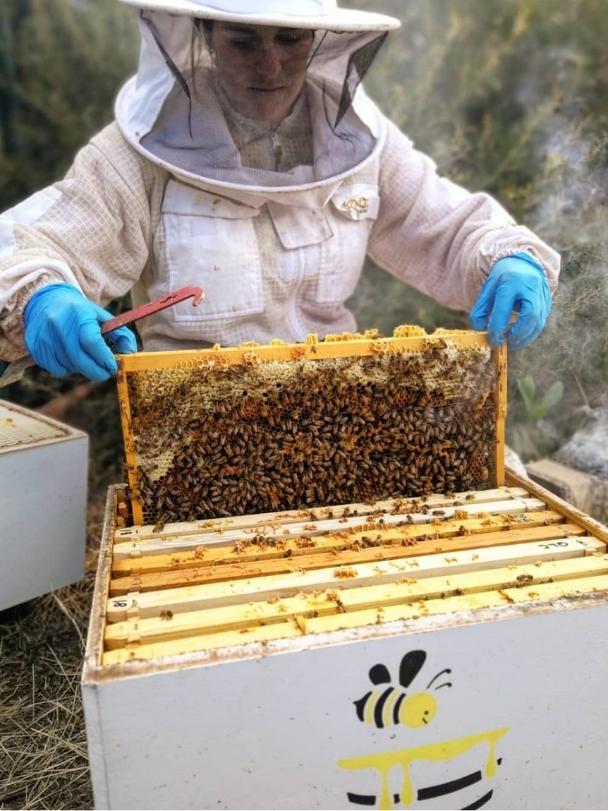 A woman in protective gear pulls out a hive of bees.