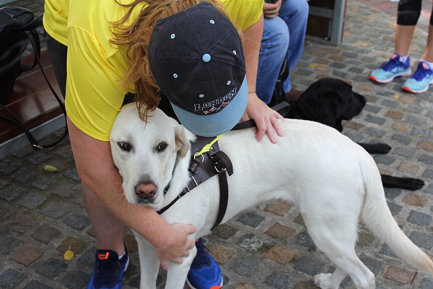 A girl in a bright yellow shirt bending over to pat a white guide dog on a harness.