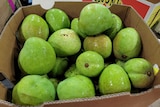 green Kensington Pride mangoes in a box.